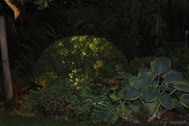 Gartenlicht Gartenbeleuchtung mit Niedervoltstrahlern Buchskugel