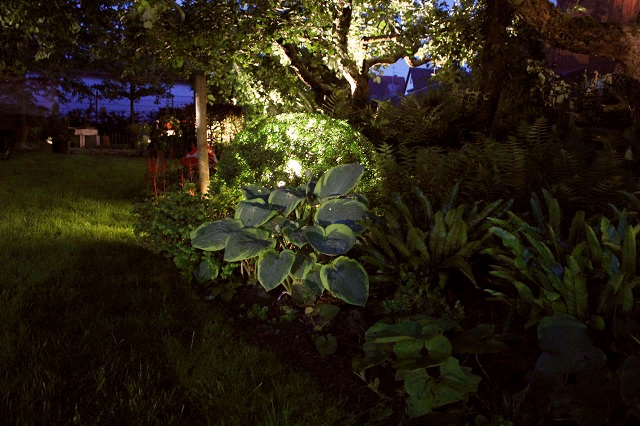 Gartenbeleuchtung Gartenlicht Hosta sieboldiana 'Frances Williams' Buchskugel