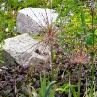 Gartengestaltung mit Knollen- und Zwiebelpflanzen: Zierlauch Allium schubertii, Schubertslauch über Ajuga reptans 'Chocolate Chip', Kriechender Günsel
