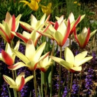 Knollen- und Zwiebelpflanzen, Frühjahrsblüher: Botanische Tulpe Tulipa clusiana 'Cynthia' zwischen Ajuga reptans, Kriechendem Günsel