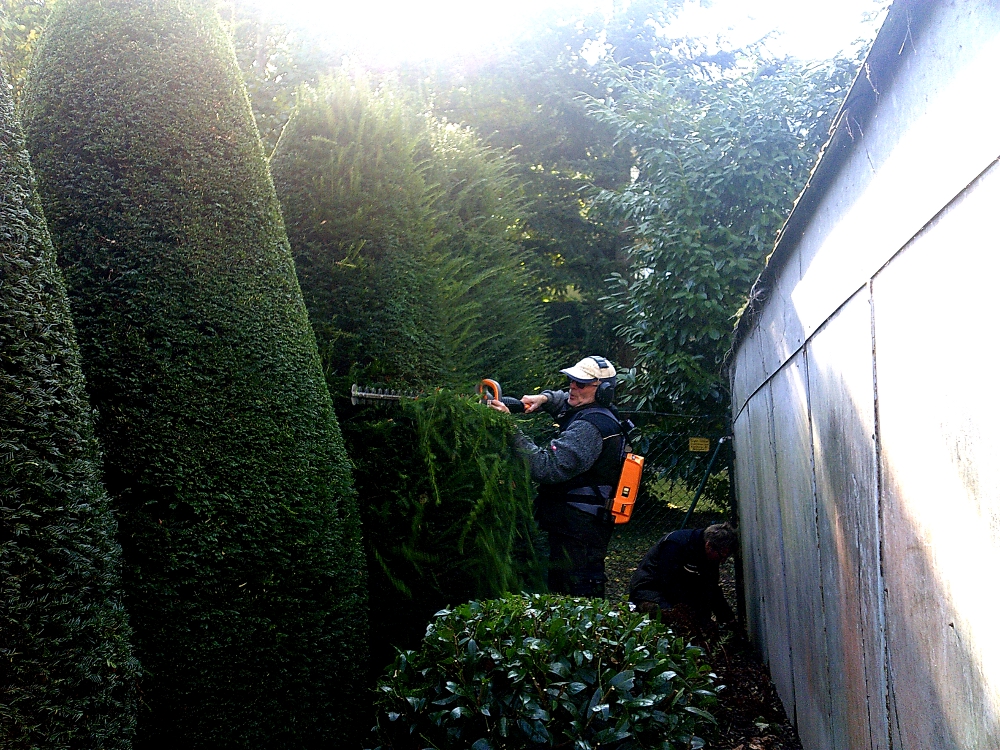 Heckenschnitt: Formschnitt (Topiary) Eibenkegel mit der Pellenc-Akku-Heckenschere