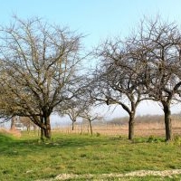 Obstbaumpflege: Erhaltungsschnitt an alten Apfelbäumen; Streuobstwiese, vorher