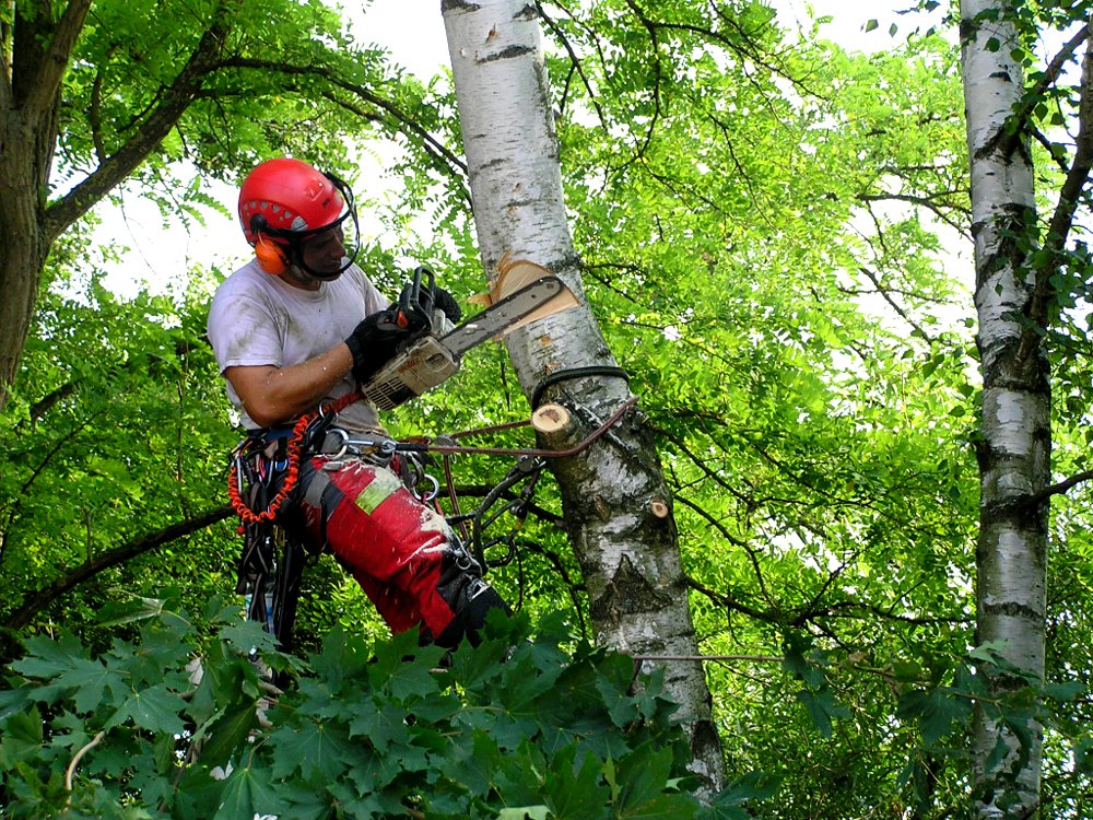 schnelle, sichere, schonende Baumpflege: Baumfällung in Seilklettertechnik; Birke