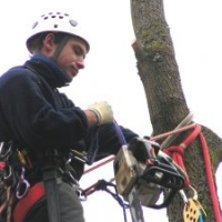 schnelle, sichere, schonende Baumpflege: Baumfällung in SeilklettertechnikUnser Partner, wenn es um Baumpflege und schwierige Baumfällung geht