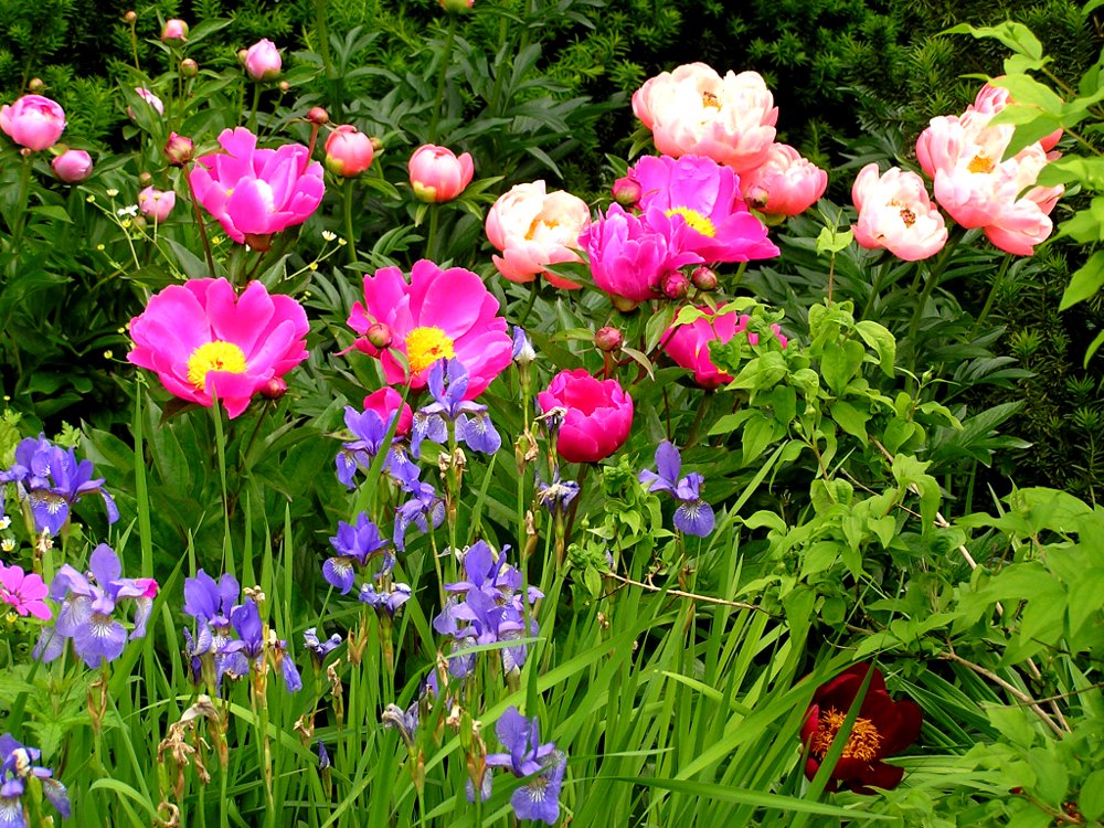 Gartengestaltung Staudenpflanzung - Paeonien und Iris germanica