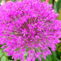 Allium aflatunense 'Purple Sensation', Purpur-Kugellauch, Zierlauch Zwiebelpflanzen Geophyten Frühjahrsblüher