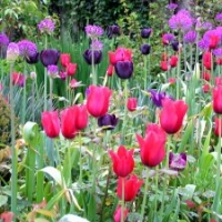 Blumenzwiebeln: einfache, späte Tulpen: 'Kingsblood', 'Queen of the Night'; Zierlauch Allium aflatunense 'Purple Sensation' Geophyten Frühlingsblüher