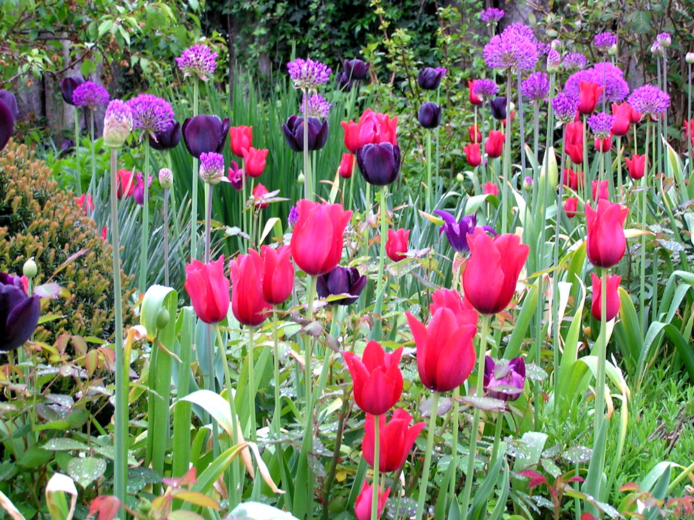 Blumenzwiebeln: einfache, späte Tulpen: 'Kingsblood', 'Queen of the Night'; Zierlauch Allium aflatunense 'Purple Sensation' Geophyten Frühlingsblüher